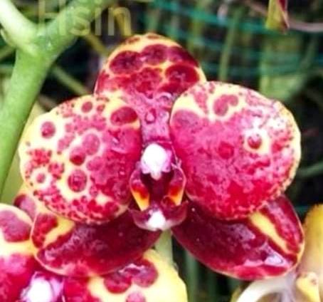 Phal. Profar Python {PF- 4888}