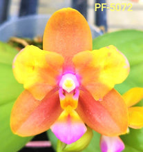 Načíst obrázek do prohlížeče Galerie, Phal. Magic Fall
