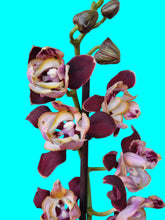 Načíst obrázek do prohlížeče Galerie, Phal. Dragon Stars - Peloric {PF-5300}
