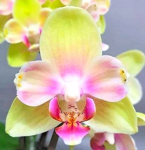Phal.Pinky Girl Peloric {5311}