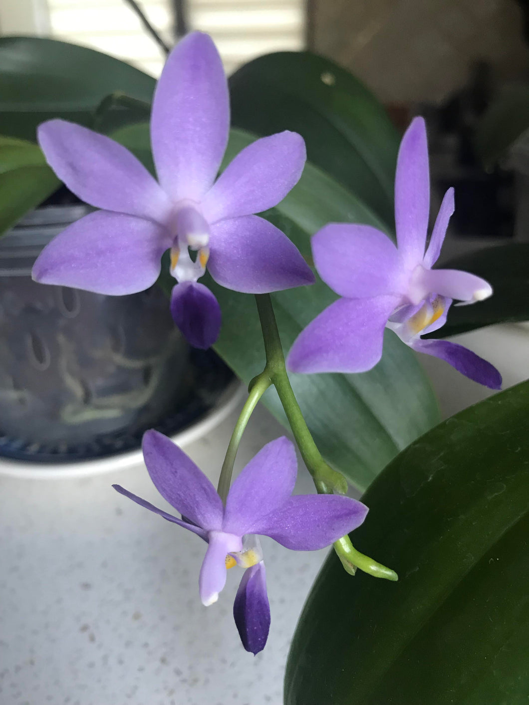 Phal.Kennech Schubert  {PF-6255}