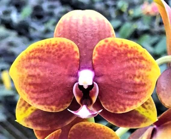 Phal Sunflower (Zheng Min Muscadine x Lioulin Sunflower). PF- 6921