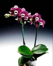 Načíst obrázek do prohlížeče Galerie, Phal. Kaoda Twinkle chocolate Aroma
