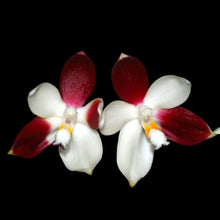 Načíst obrázek do prohlížeče Galerie, Phalaenopsis tetraspis &#39;C2&#39; - voňavá  NA OBJEDNÁVKU - DOSTUPNÉ V 2. POLOVINĚ DUBNA!!!
