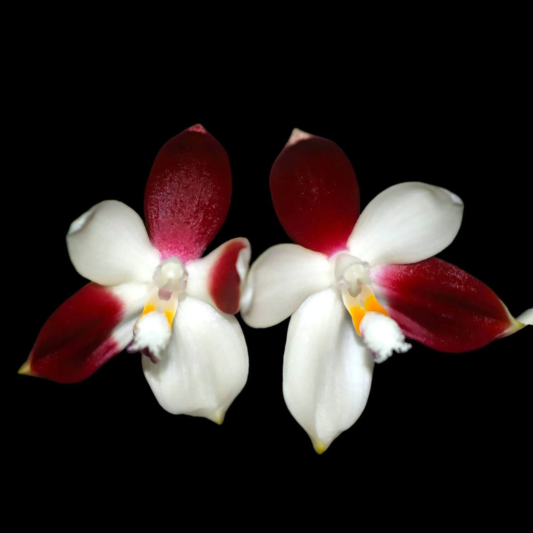 Phalaenopsis tetraspis 'C2' - voňavá  NA OBJEDNÁVKU - DOSTUPNÉ V 2. POLOVINĚ DUBNA!!!