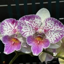 Načíst obrázek do prohlížeče Galerie, Phal. Polka Beauty .Yunger Heart
