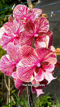 Lade das Bild in den Galerie-Viewer, Phalaenopsis King Marble
