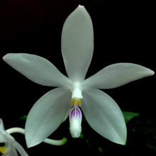 Načíst obrázek do prohlížeče Galerie, Phalaenopsis tetraspis from Emggama   DOSTUPNÉ V POLOVINĚ DUBNA!!!

