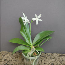 Načíst obrázek do prohlížeče Galerie, Phalaenopsis tetraspis from Emggama   DOSTUPNÉ V POLOVINĚ DUBNA!!!
