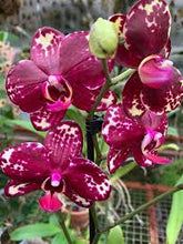 Načíst obrázek do prohlížeče Galerie, Phal.Dtps.I-Hsin Adzuki Bean {2604}
