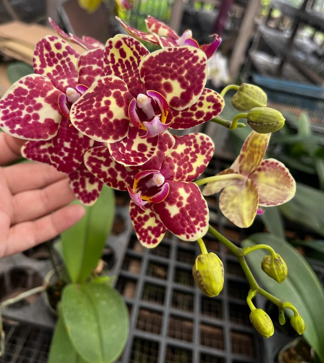 Phal.Dtps.I-Hsin Adzuki Bean {2604}