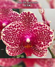 Načíst obrázek do prohlížeče Galerie, Phalaenopsis ox red sesame (velké květy)
