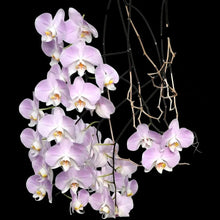 Lade das Bild in den Galerie-Viewer, Phalaenopsis sanderiana 'Silver Leaves' rare botanical orchids
