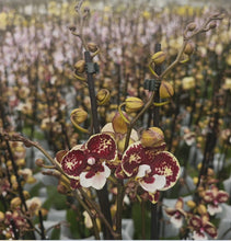 Načíst obrázek do prohlížeče Galerie, Phalaenopsis Limitka 5213
