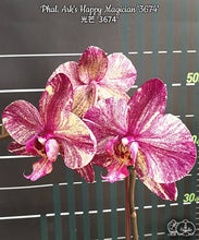 Načíst obrázek do prohlížeče Galerie, Phalaenopsis Ark's Happy Magician '3674'
