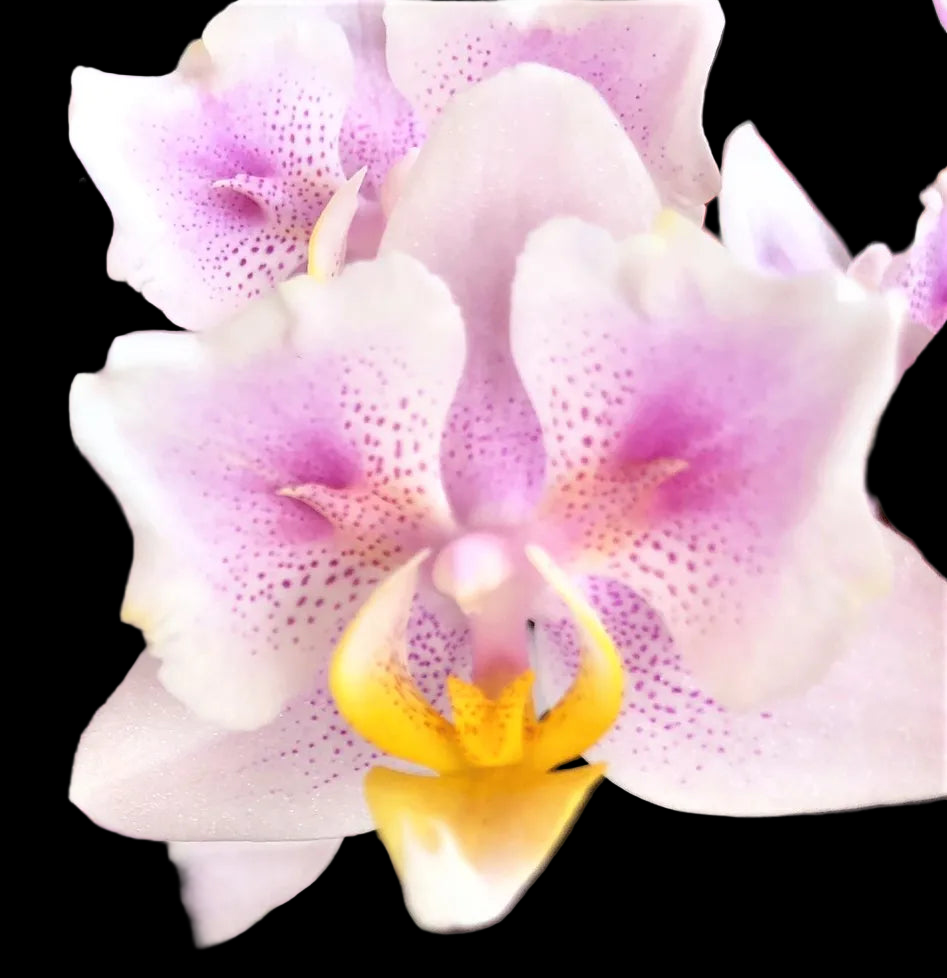 Phal. Lyndon Bright Sun. x Stuartiana Rainbow Peloric {5740}