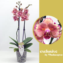 Lade das Bild in den Galerie-Viewer, Phalaenopsis Pirate Picotee PELORIC - "Fliege"
