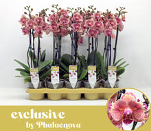Lade das Bild in den Galerie-Viewer, Phalaenopsis Pirate Picotee PELORIC - "Fliege"
