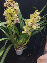 Načíst a přehrát video v prohlížeči Galerie, Cymbidium Love 1
