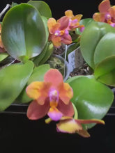Načíst a přehrát video v prohlížeči Galerie, Phalaenopsis PF 5072-5073 Voňavá SLEVA
