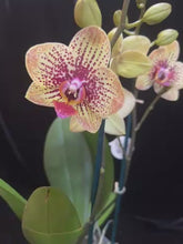Laden und Abspielen von Videos im Galerie-Viewer, Phalaenopsis. Glücksleopard – RABATT!
