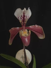 Načíst a přehrát video v prohlížeči Galerie, Paphiopedilum p.p American
