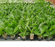 Načíst obrázek do prohlížeče Galerie, Phal. Angel Queen 2249 velky kvety 11 Cm
