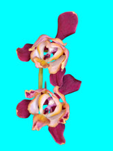 Načíst obrázek do prohlížeče Galerie, Phal. Dragon Stars - Peloric {PF-5300}
