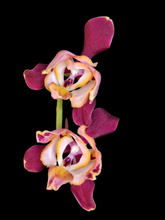 Načíst obrázek do prohlížeče Galerie, Phal. Dragon Stars - Peloric {PF-5300}
