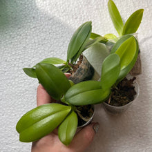 Načíst obrázek do prohlížeče Galerie, Phal Sunflower (Zheng Min Muscadine x Lioulin Sunflower). PF- 6921
