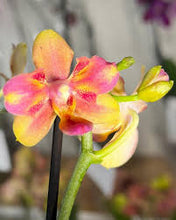 Načíst obrázek do prohlížeče Galerie, Phal. Profar Rainbow Smile Perfume {5302}
