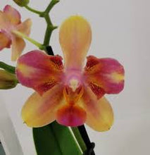 Načíst obrázek do prohlížeče Galerie, Phal. Profar Rainbow Smile Perfume {5302}
