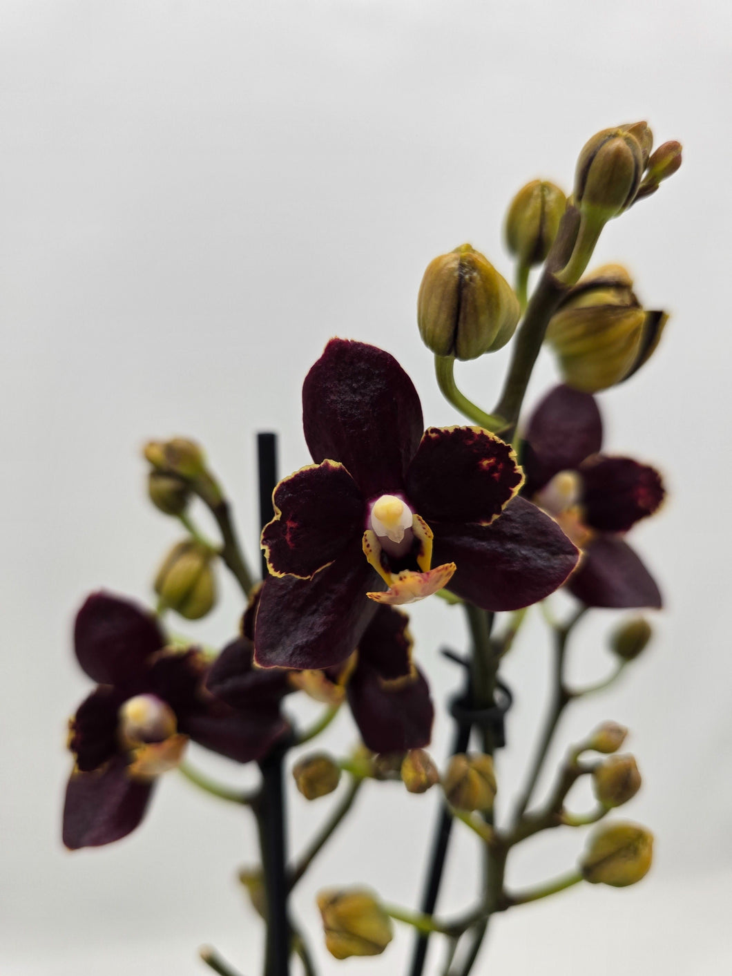 Phalaenopsis mtf. Sunrise Red Peoker (Esmee)