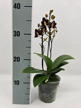 Načíst obrázek do prohlížeče Galerie, Phalaenopsis mtf. Sunrise Red Peoker (Esmee)
