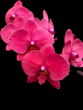 Načíst obrázek do prohlížeče Galerie, Phal. NCK Red Sun N75002
