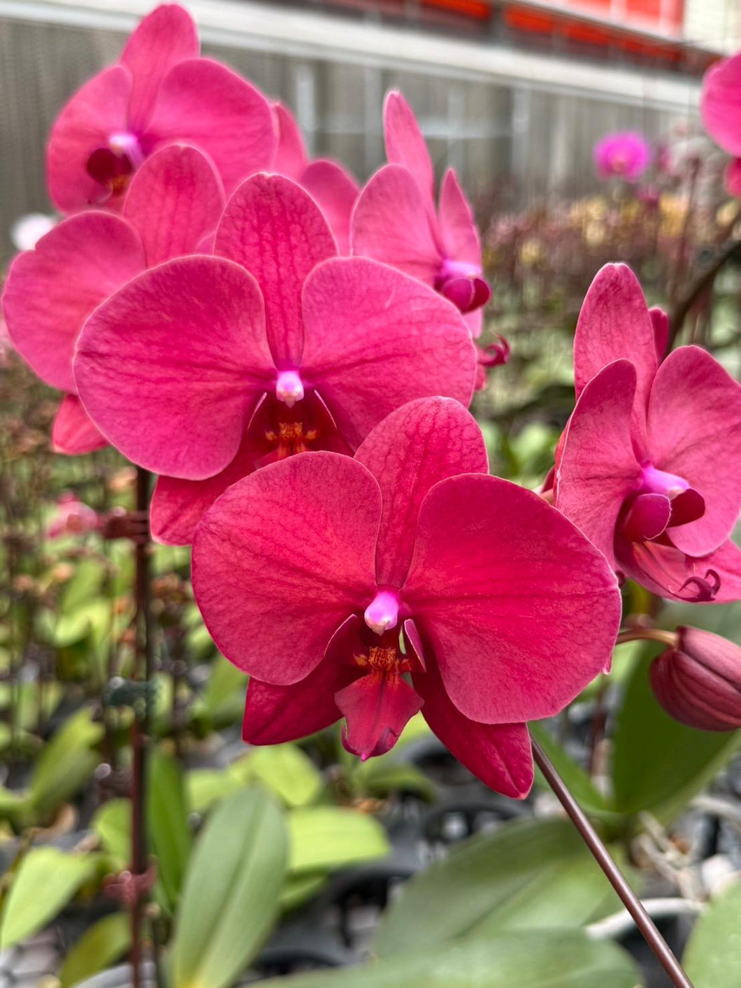Phal. NCK Red Sun N75002