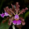 Cattleya schilleriana -  voňavá  {B45}