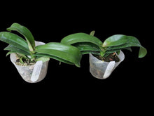 Načíst obrázek do prohlížeče Galerie, Vandaenopsis. Asconopsis Irene Dobkin
