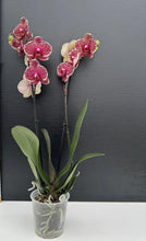 Načíst obrázek do prohlížeče Galerie, Phalaenopsis ox red sesame (velké květy)
