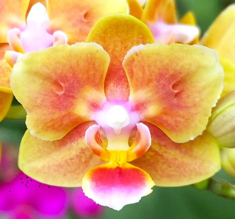 Phal. Shih Fang Savory Orange (peloric)-{5649} VONÍCÍ