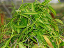 Lade das Bild in den Galerie-Viewer, Vanilla planifolia 'Albo-Variegata' 6/7 cm pot
