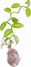 Lade das Bild in den Galerie-Viewer, Vanilla planifolia 'Albo-Variegata' 6/7 cm pot
