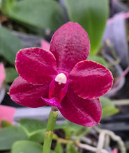 Načíst obrázek do prohlížeče Galerie, Phal.Sogo Relex aroma {9666}
