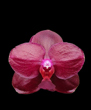 Načíst obrázek do prohlížeče Galerie, Phal.Sogo Relex aroma {9666}
