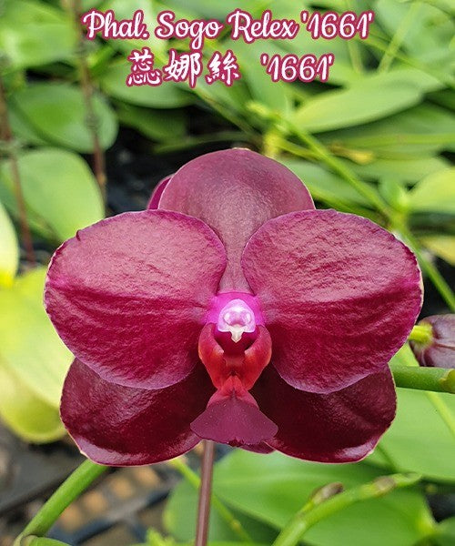 Phal.Sogo Relex aroma {9666}