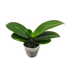 Načíst obrázek do prohlížeče Galerie, Phalaenopsis SOGO Xena
