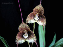Lade das Bild in den Galerie-Viewer, Dracula Psittacina - Affenorchidee
