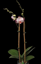 Načíst obrázek do prohlížeče Galerie, Phal. Ever Spring Prince-Dancing Girl 9327
