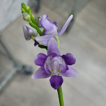 Lade das Bild in den Galerie-Viewer, Phal. Summer Rose 'Blue Star' (peloric) voňavá
