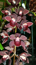 Lade das Bild in den Galerie-Viewer, 3 Cymbidium Black bundle
